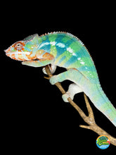 Load image into Gallery viewer, Ambilobe Panther Chameleon – Male | Flash Jr. × Aslan Clutchmate Holdback | E3