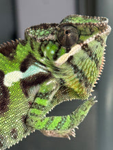 Load image into Gallery viewer, Sambava Male: Marley x Mabel (E2)