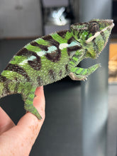 Load image into Gallery viewer, Sambava Male: Marley x Mabel (E2)