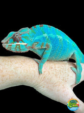 Load image into Gallery viewer, AMBILOBE Panther Chameleon male: (J1)