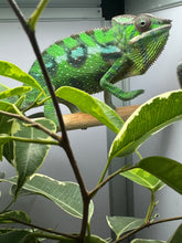 Load image into Gallery viewer, SAMBAVA Panther Chameleon male: (E10)