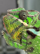 Load image into Gallery viewer, SAMBAVA Panther Chameleon male: (E10)