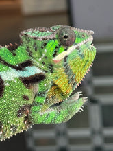 Load image into Gallery viewer, SAMBAVA Panther Chameleon male: (E10)