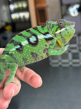 Load image into Gallery viewer, SAMBAVA Panther Chameleon male: (E10)