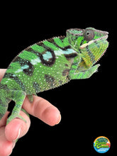 Load image into Gallery viewer, SAMBAVA Panther Chameleon male: (E10)