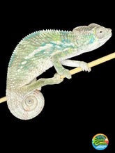 Load image into Gallery viewer, AMBILOBE Panther Chameleon male: (E25)