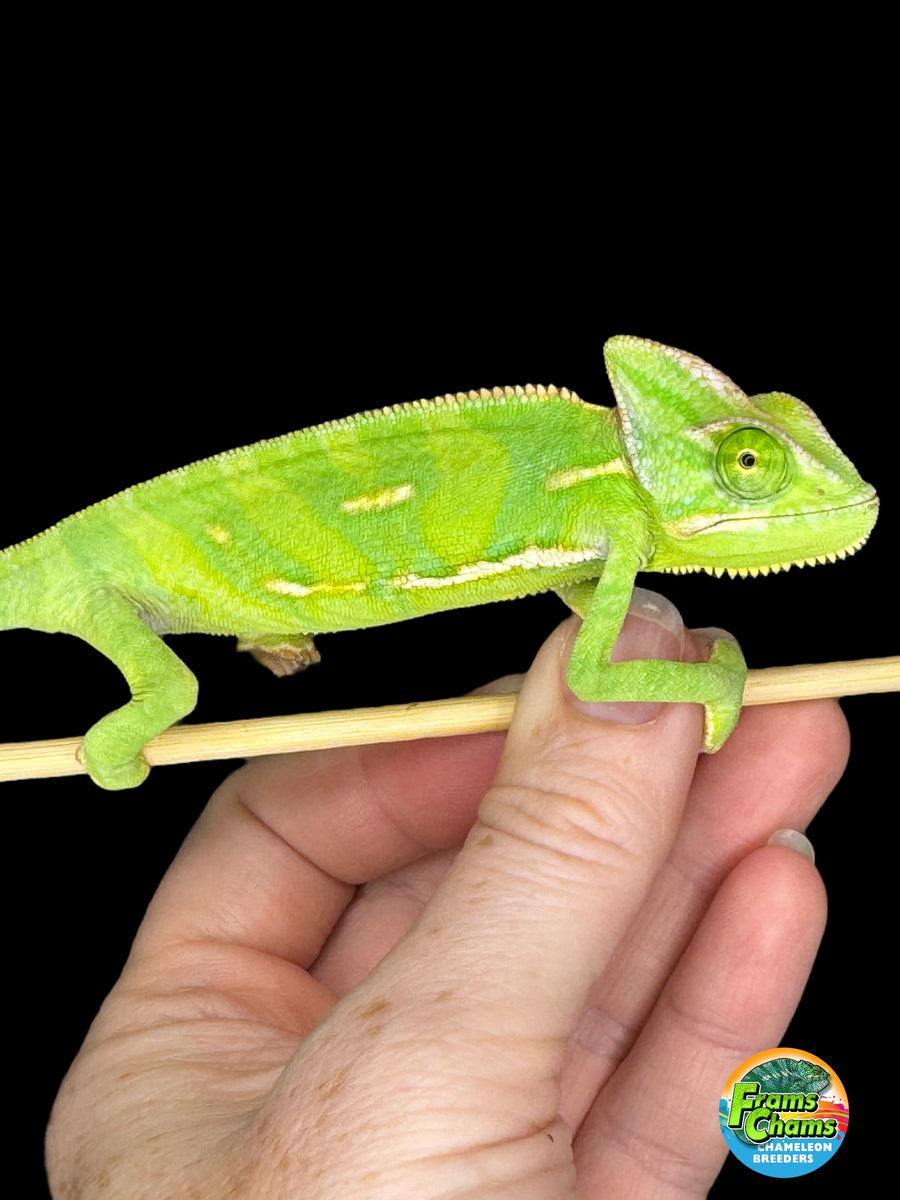 MALE Veiled Chameleon (I2) – FramsChams Panther Chameleons