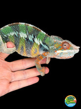 Load image into Gallery viewer, AMBILOBE Panther Chameleon male:(J6)