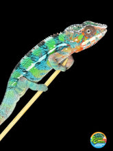 Load image into Gallery viewer, AMBILOBE Male Panther Chameleon: (E14)
