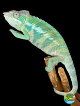 Load image into Gallery viewer, ANKIFY X AMBILOBE Panther Chameleon: (E17)
