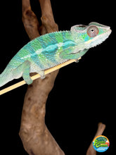 Load image into Gallery viewer, AMBILOBE Male Panther Chameleon: (E10)