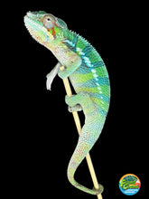 Load image into Gallery viewer, AMBILOBE Male Panther Chameleon: (E18)
