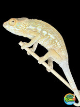 Load image into Gallery viewer, NOSY BE FEMALE Panther Chameleon: šŗ (S12)