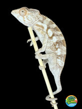 Load image into Gallery viewer, Sambava FEMALE Panther Chameleon: šŗ (S9)