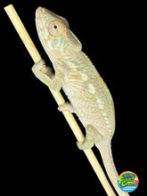 Load image into Gallery viewer, AMBILOBE FEMALE : đș (S6)