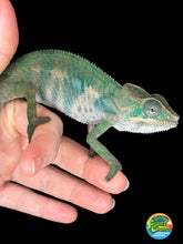 Load image into Gallery viewer, AMBILOBE Male Panther Chameleon: (E36)