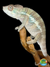 Load image into Gallery viewer, AMBILOBE Male Panther Chameleon: (E32)
