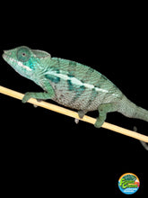 Load image into Gallery viewer, AMBANJA Panther Chameleon: (E7)