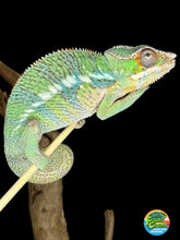 Load image into Gallery viewer, AMBILOBE Panther Chameleon male:(J2)