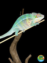 Load image into Gallery viewer, AMBILOBE Panther Chameleon male:(E23)