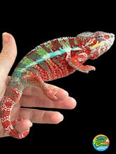 Load image into Gallery viewer, AMBILOBE Male Panther Chameleon: (E12)