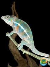 Load image into Gallery viewer, AMBILOBE Male Panther Chameleon: (E8)