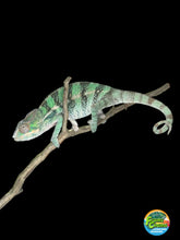 Load image into Gallery viewer, AMBILOBE Panther Chameleon: (E5)