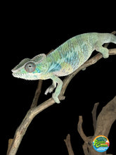 Load image into Gallery viewer, AMBILOBE Male Panther Chameleon: (E2)