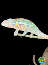 Load image into Gallery viewer, AMBILOBE Male Panther Chameleon: (E1)