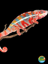 Load image into Gallery viewer, AMBILOBE Panther Chameleon: (J3)