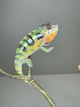 Load image into Gallery viewer, SAMBAVA Panther Chameleon: (E27)