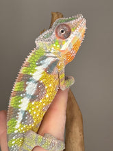 Load image into Gallery viewer, SAMBAVA Panther Chameleon: (E27)