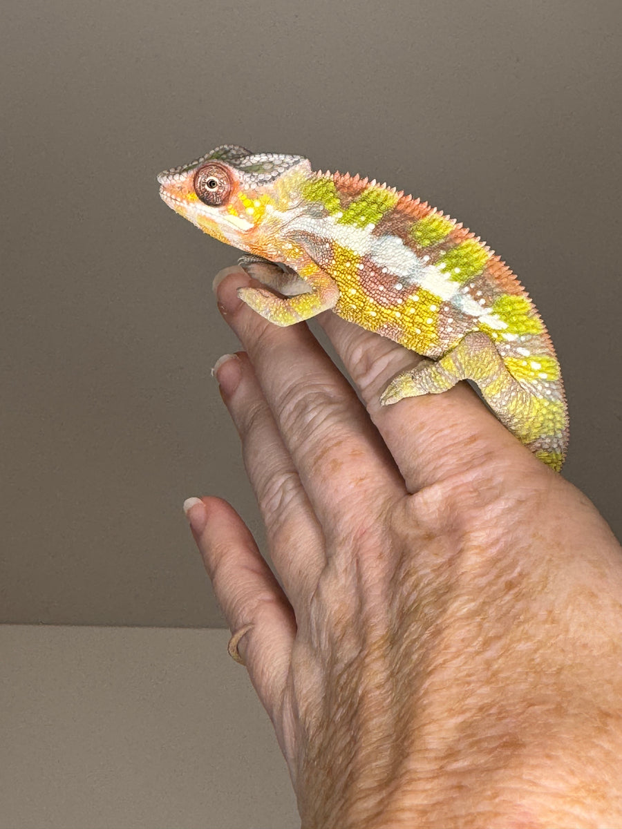 ◉chameleon ページ◉ SAMBAVA Panther Chameleon: (E27) – FramsChams Panther Chameleons