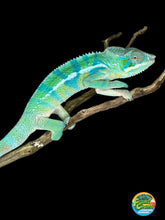 Load image into Gallery viewer, AMBANJA Panther Chameleon: (E21)