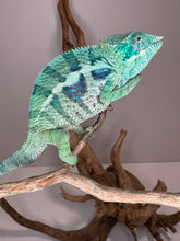 Load image into Gallery viewer, AMBANJA Panther Chameleon: (E7)