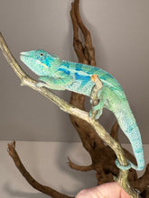 Load image into Gallery viewer, AMBANJA Panther Chameleon: (E7)