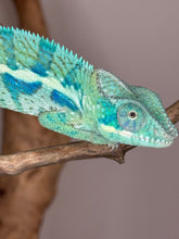 Load image into Gallery viewer, AMBANJA Panther Chameleon: (E7)