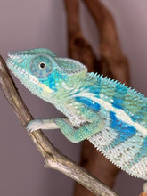 Load image into Gallery viewer, AMBANJA Panther Chameleon: (E7)