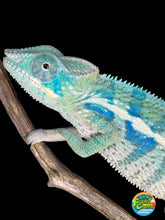 Load image into Gallery viewer, AMBANJA Panther Chameleon: (E7)