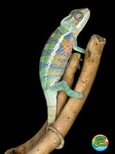 Load image into Gallery viewer, AMBILOBE Panther Chameleon: (E19)
