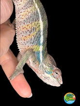 Load image into Gallery viewer, AMBILOBE Panther Chameleon: (E22)