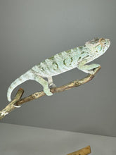 Load image into Gallery viewer, AMBILOBE FEMALE Panther Chameleon: šŗ (E17)