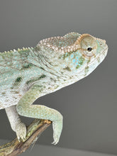 Load image into Gallery viewer, AMBILOBE FEMALE Panther Chameleon: šŗ (E17)