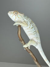 Load image into Gallery viewer, AMBILOBE FEMALE Panther Chameleon: šŗ (E17)