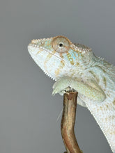 Load image into Gallery viewer, AMBILOBE FEMALE Panther Chameleon: šŗ (E17)