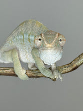 Load image into Gallery viewer, AMBILOBE FEMALE Panther Chameleon: šŗ (E17)