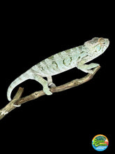 Load image into Gallery viewer, AMBILOBE FEMALE Panther Chameleon: šŗ (E17)