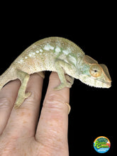 Load image into Gallery viewer, NOSY BE FEMALE Panther Chameleon: šŗ (S7)