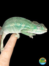 Load image into Gallery viewer, AMBILOBE Panther Chameleon: (E4)
