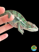 Load image into Gallery viewer, AMBILOBE Panther Chameleon: (E23)